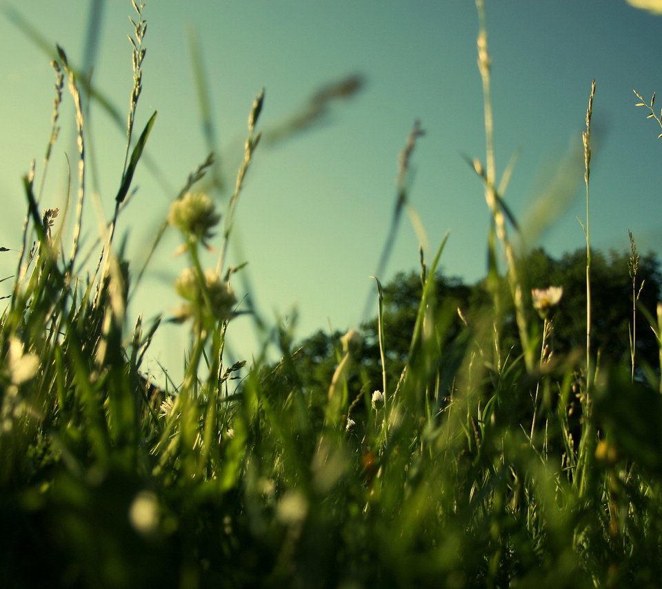 Обои трава, природа, зелень, макро, поле, лето, газон, grass, nature, greens, macro, field, summer, lawn разрешение 1920x1200 Загрузить