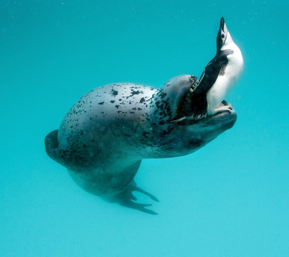 Обои пингвин, морской леопард, leopard seal, hydrurga leptonyx, antarctic peninsula, penguin, sea leopard разрешение 1920x1200 Загрузить