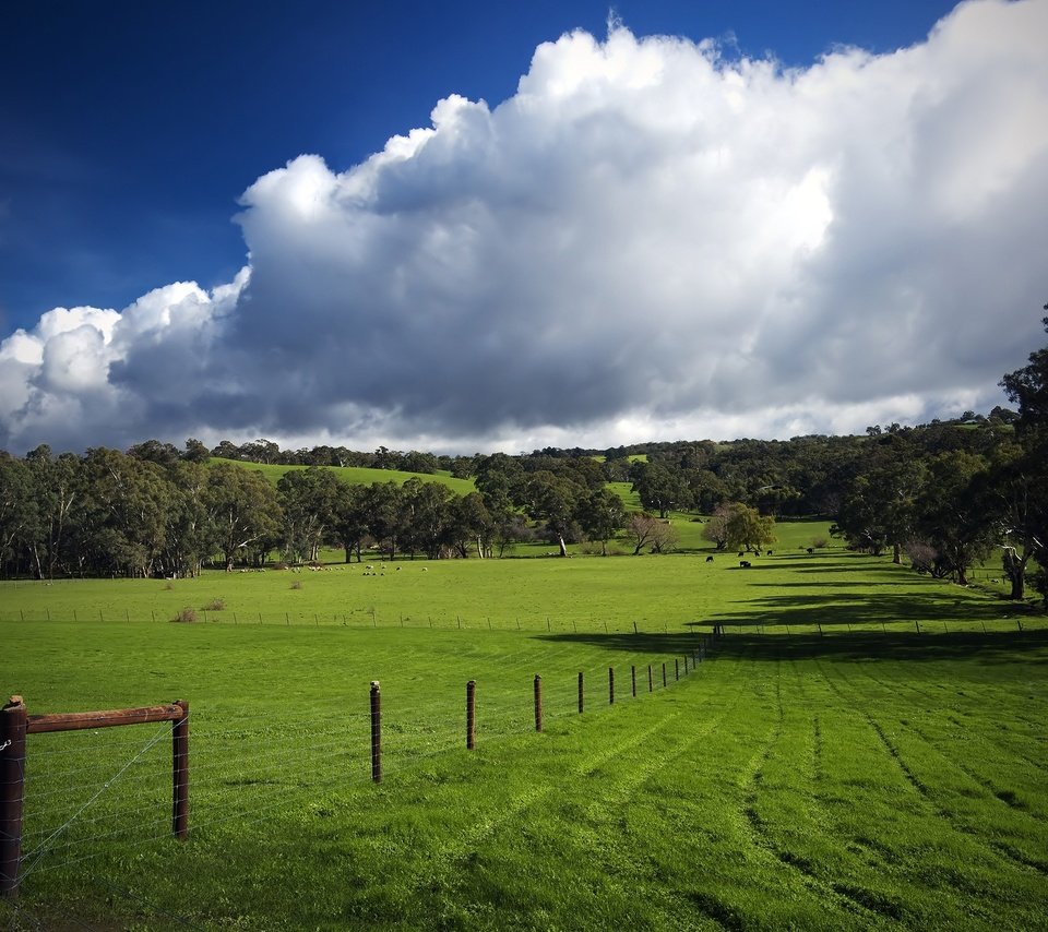 Обои трава, облака, деревья, зелень, поле, забор, следы, пастбище, grass, clouds, trees, greens, field, the fence, traces, pasture разрешение 2560x1600 Загрузить