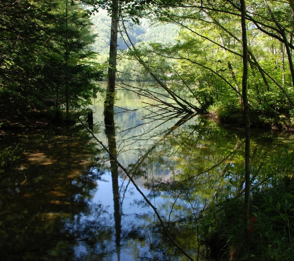 Обои деревья, вода, река, листья, отражение, ветки, trees, water, river, leaves, reflection, branches разрешение 2560x1864 Загрузить