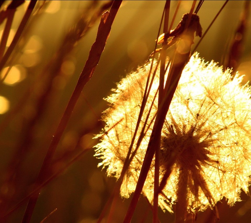 Обои трава, одуванчик, семена, пух, пушинки, былинки, grass, dandelion, seeds, fluff, fuzzes, blade разрешение 1920x1440 Загрузить