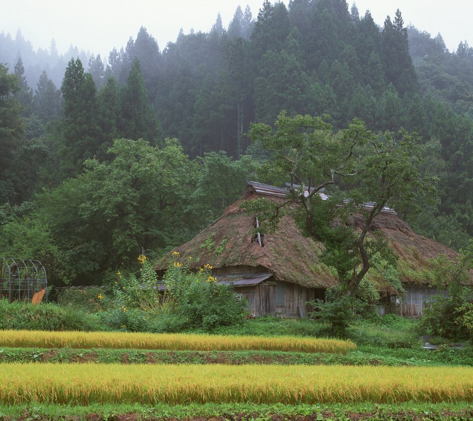 Обои лес, япония, дом, forest, japan, house разрешение 2560x1600 Загрузить