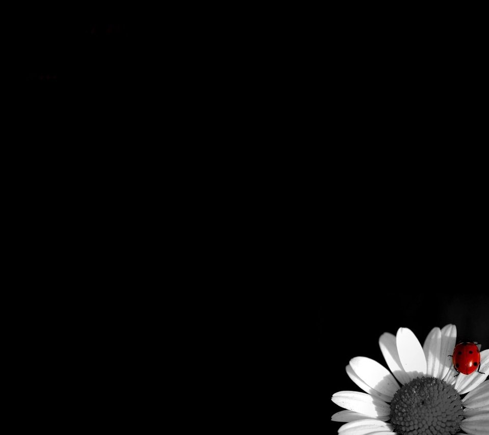 Обои ромашка, божья коровка, чб, daisy, ladybug, bw разрешение 1920x1200 Загрузить