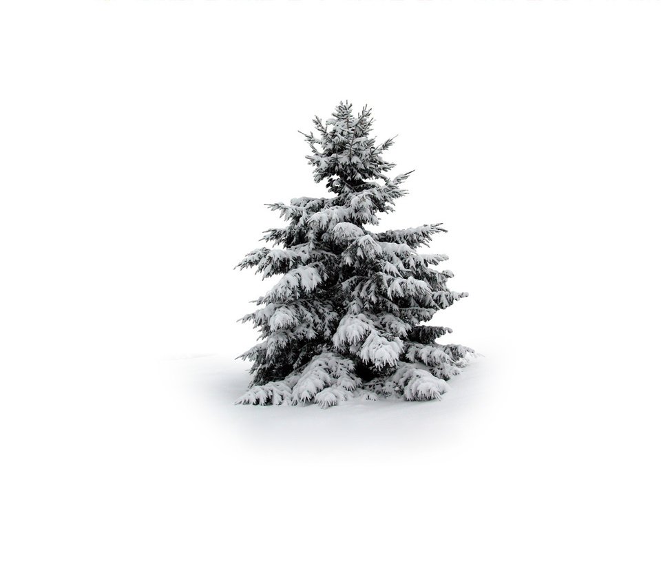 Обои снег, елка, зима, snow, tree, winter разрешение 1920x1200 Загрузить