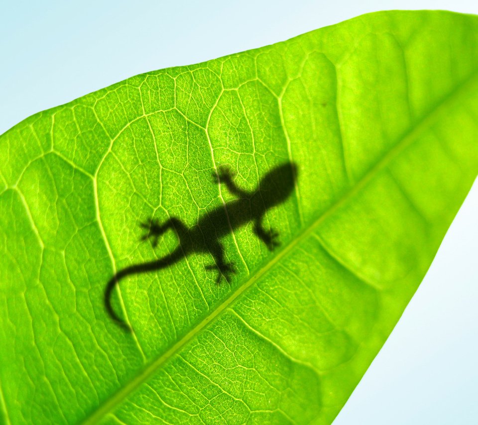 Обои лист, lucky gecko, ящерка, sheet, lizard разрешение 2560x1600 Загрузить
