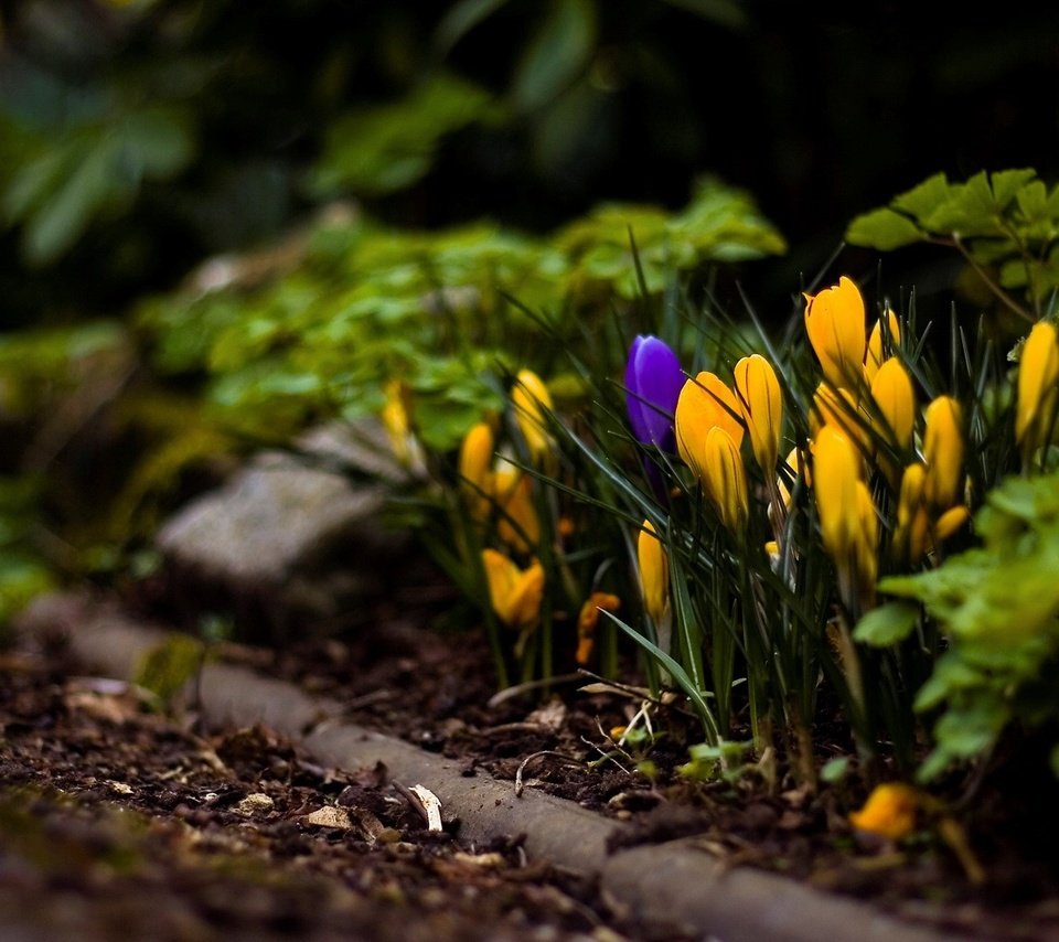 Обои цветы, желтый, макросъемка, крокусы, flowers, yellow, macro, crocuses разрешение 1920x1200 Загрузить