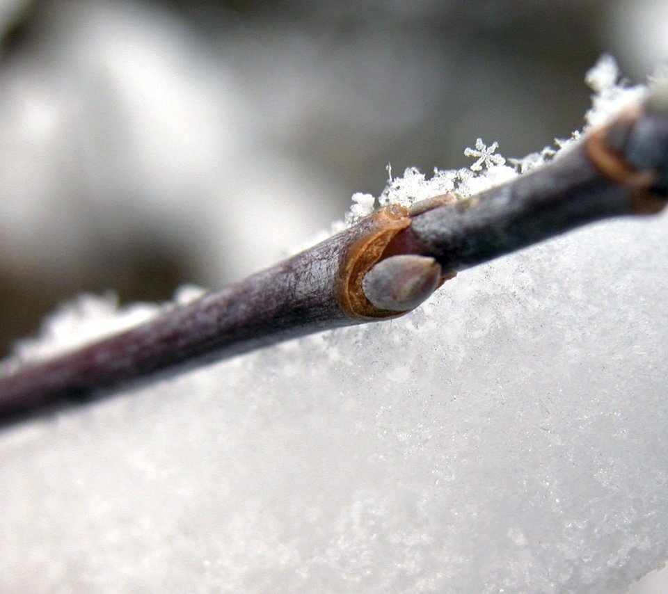 Обои снег, природа, зима, снежинки, веточка, иний, snow, nature, winter, snowflakes, sprig, blue разрешение 1920x1200 Загрузить