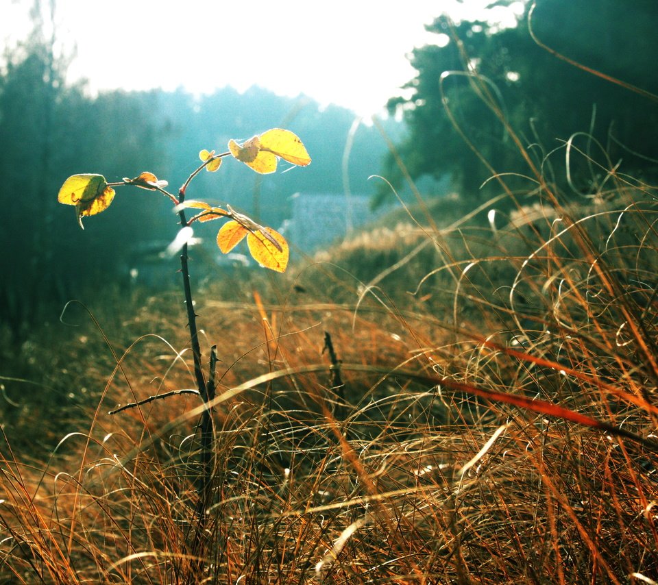 Обои трава, листья, осень, grass, leaves, autumn разрешение 3888x2592 Загрузить