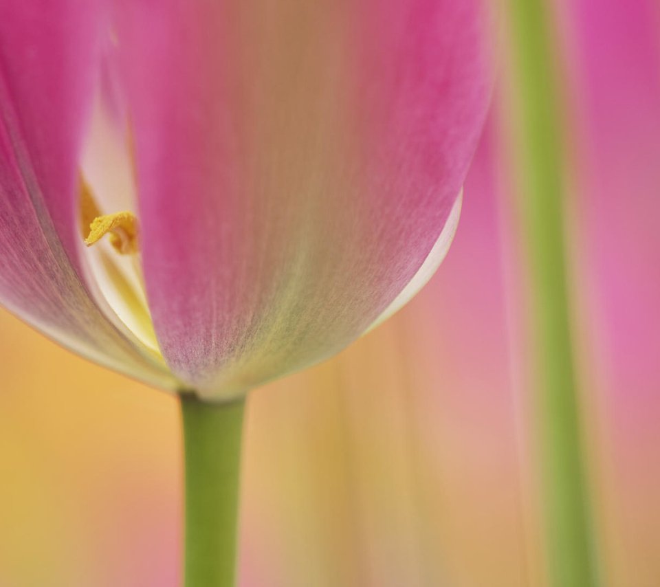 Обои макро, цветок, тюльпан, macro, flower, tulip разрешение 1920x1080 Загрузить