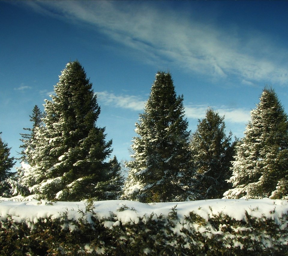 Обои небо, снег, елки, the sky, snow, tree разрешение 2560x1600 Загрузить