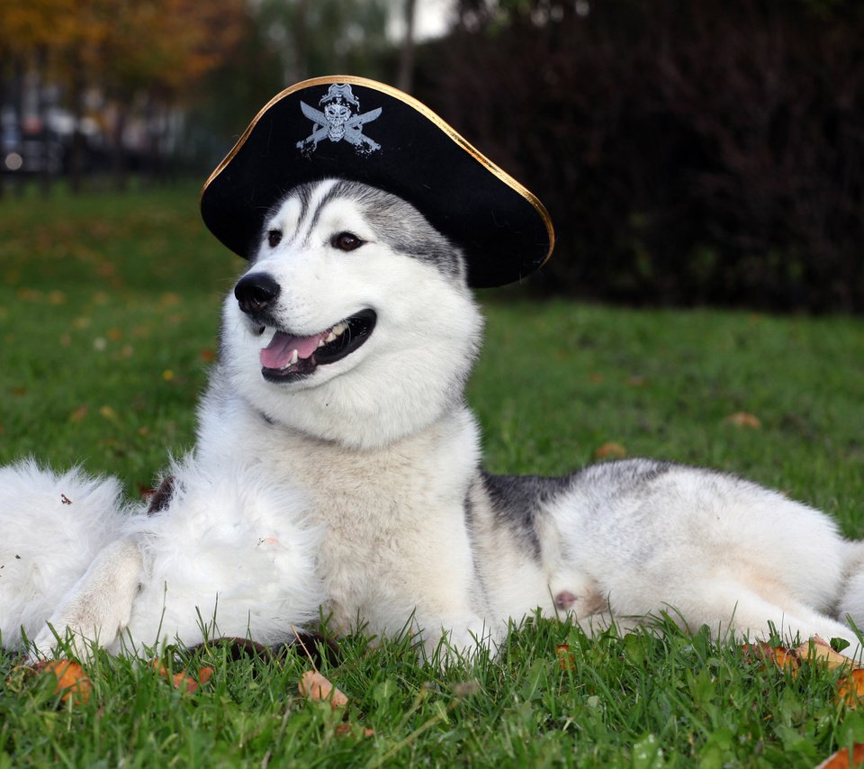 Обои обои, собака, шляпа, хаска, wallpaper, dog, hat, husky разрешение 2560x1600 Загрузить