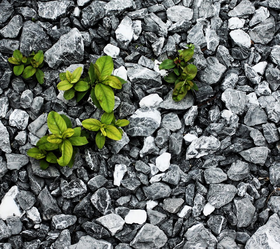 Обои камни, листья, борьба, растение, выживание, stones, leaves, fight, plant, survival разрешение 1920x1200 Загрузить