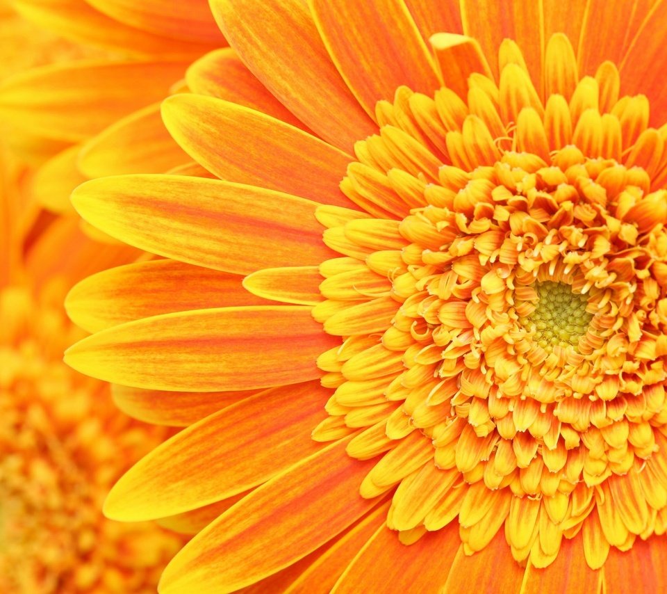 Обои лепестки, тычинки, оранжевый, пестики, petals, stamens, orange, pistils разрешение 2560x1600 Загрузить