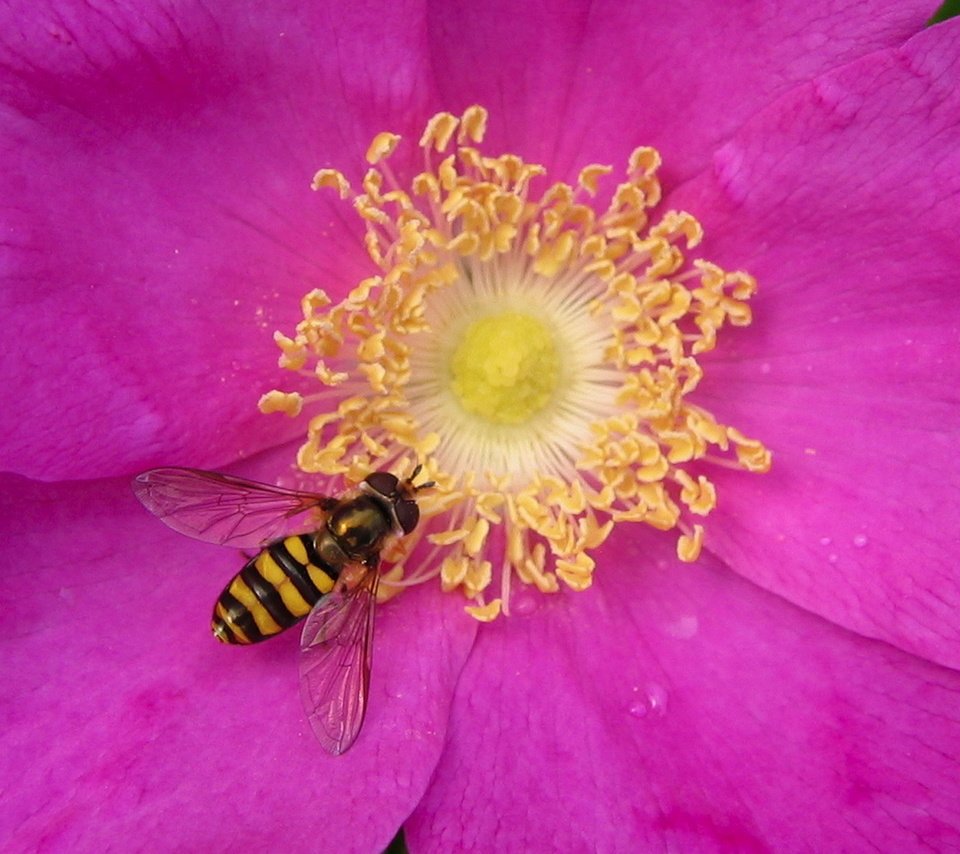 Обои лепестки, пчела, нектар, petals, bee, nectar разрешение 1920x1200 Загрузить