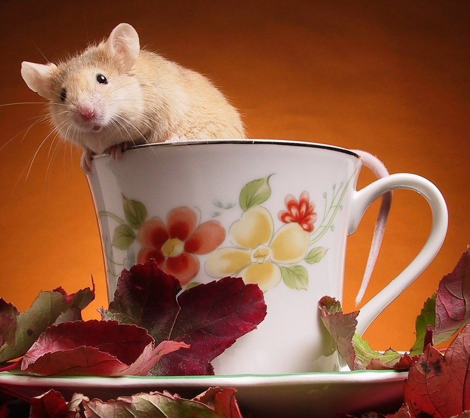 Обои листья, чашка, мышка, leaves, cup, mouse разрешение 1920x1200 Загрузить