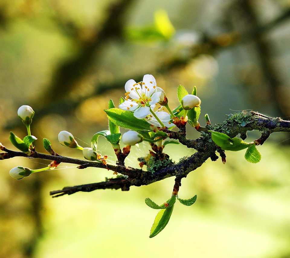 Обои природа, макро, весна, цветки, ветвь, nature, macro, spring, flowers, branch разрешение 1920x1200 Загрузить