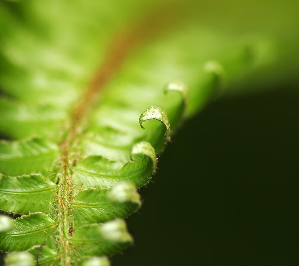 Обои листья, форма, растение, папоротник, крупным планом, leaves, form, plant, fern, closeup разрешение 1920x1200 Загрузить