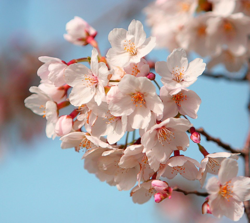 Обои лепестки, япония, сакура, petals, japan, sakura разрешение 1920x1200 Загрузить