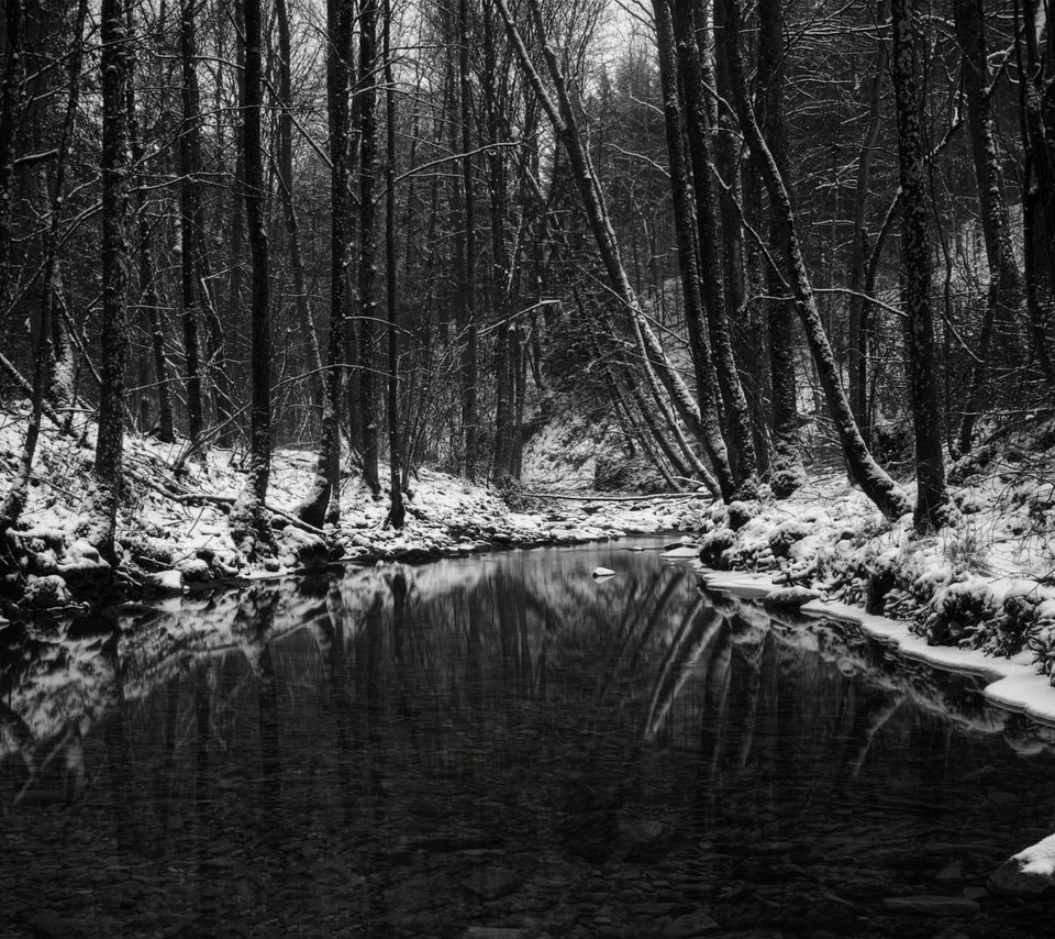 Обои лес, зима, чёрно-белое, водоем, чёрно-бело, forest, winter, black and white, pond разрешение 2560x1600 Загрузить