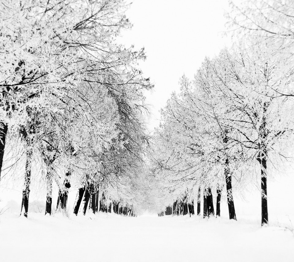 Обои деревья, снег, природа, дерево, зима, вид, зимние обои, метель, trees, snow, nature, tree, winter, view, winter wallpaper, blizzard разрешение 1920x1200 Загрузить