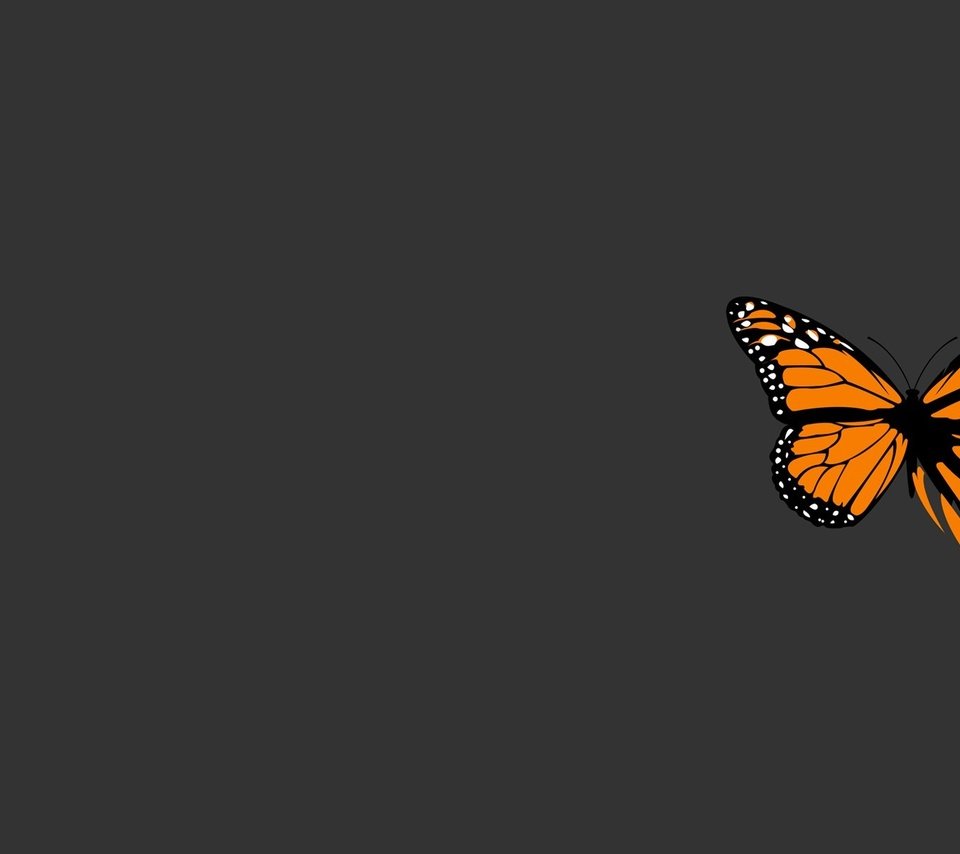 Обои бабочка, серый, минимализм, butterfly, grey, minimalism разрешение 1920x1200 Загрузить