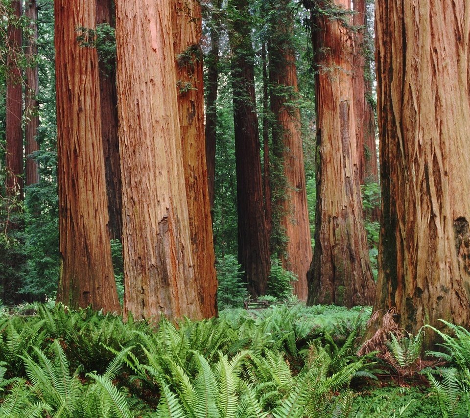 Обои деревья, лес, папоротники, trees, forest, ferns разрешение 1920x1200 Загрузить