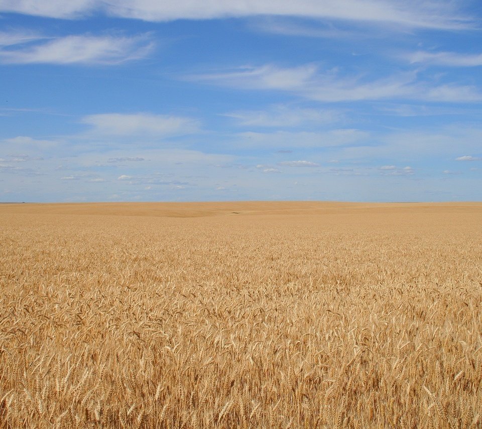 Обои небо, фон, поле, спокойствие, зерно, the sky, background, field, calm, grain разрешение 1920x1200 Загрузить