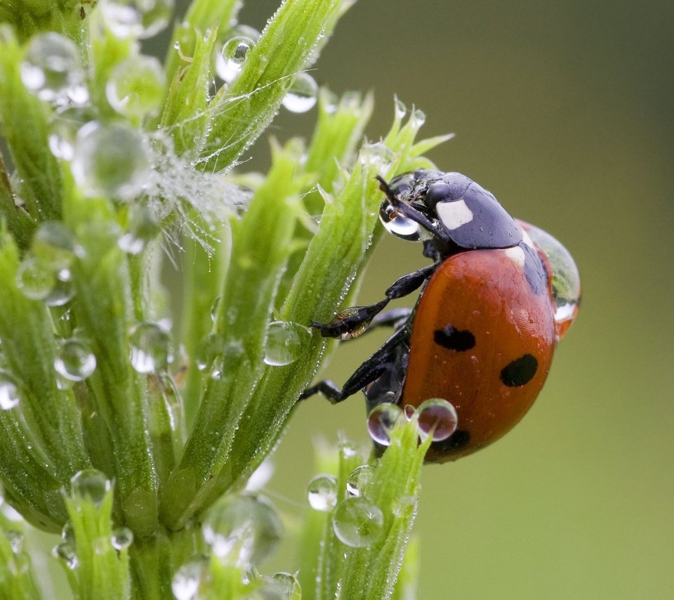 Обои трава, капли, божья коровка, grass, drops, ladybug разрешение 2048x1536 Загрузить