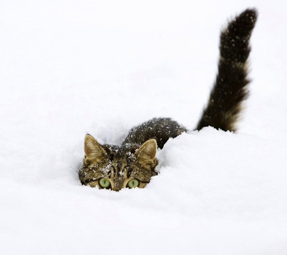 Обои снег, зима, кот, прячется, snow, winter, cat, hiding разрешение 1920x1200 Загрузить