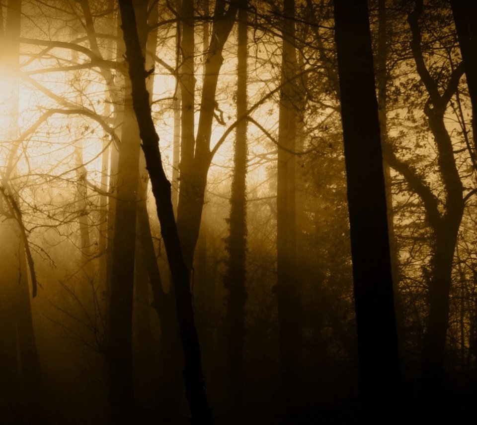 Обои свет, деревья, природа, лес, лучи, туман, стволы, light, trees, nature, forest, rays, fog, trunks разрешение 1920x1080 Загрузить