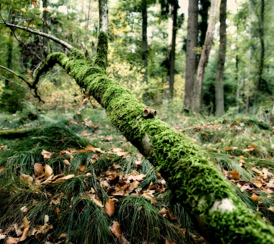 Обои трава, ветка, лес, мох, grass, branch, forest, moss разрешение 1920x1200 Загрузить