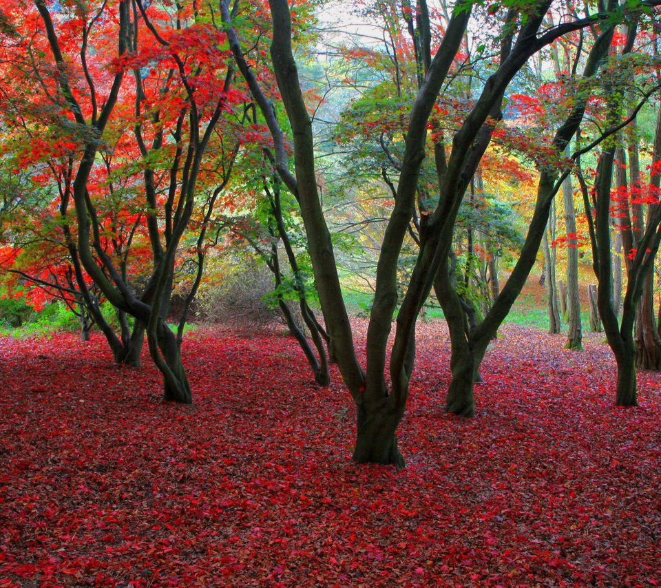 Обои деревья, листва, осень, trees, foliage, autumn разрешение 1920x1080 Загрузить