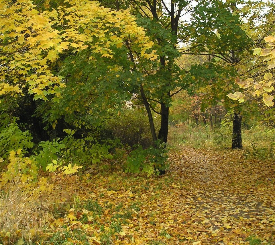 Обои деревья, листья, парк, ветки, осень, trees, leaves, park, branches, autumn разрешение 2048x1536 Загрузить