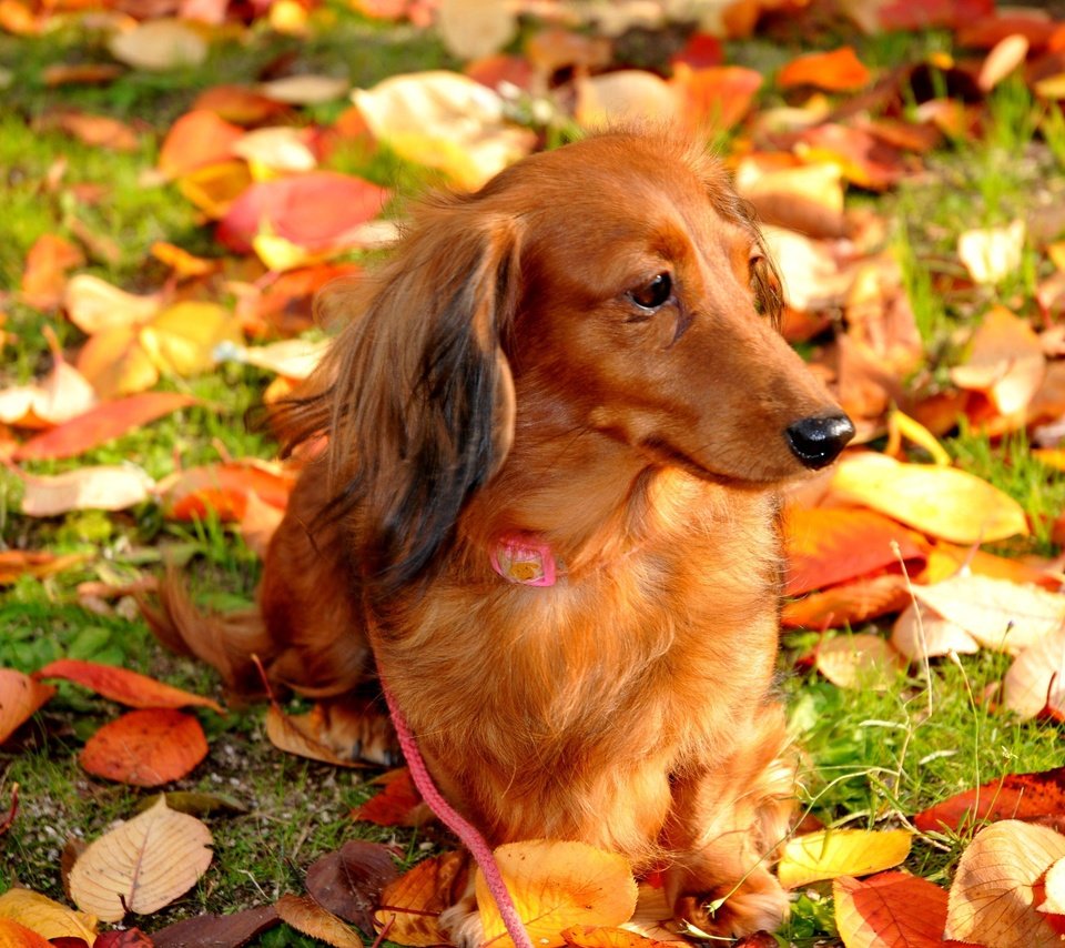 Обои листья, осень, собака, прогулка, leaves, autumn, dog, walk разрешение 4288x2848 Загрузить