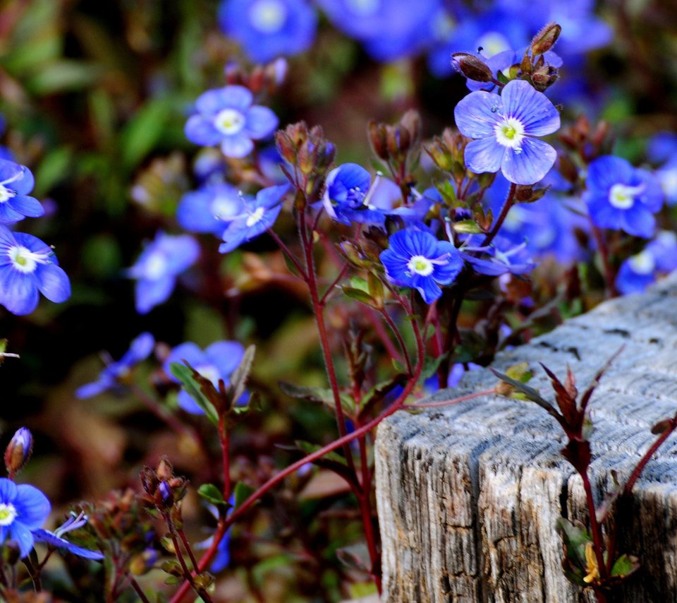 Мелкие голубые цветочки