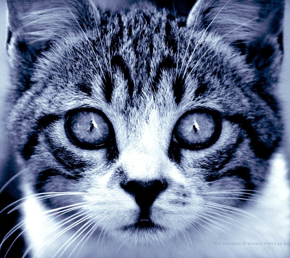 Обои глаза, кошка, взгляд, хищник, eyes, cat, look, predator разрешение 1900x1200 Загрузить