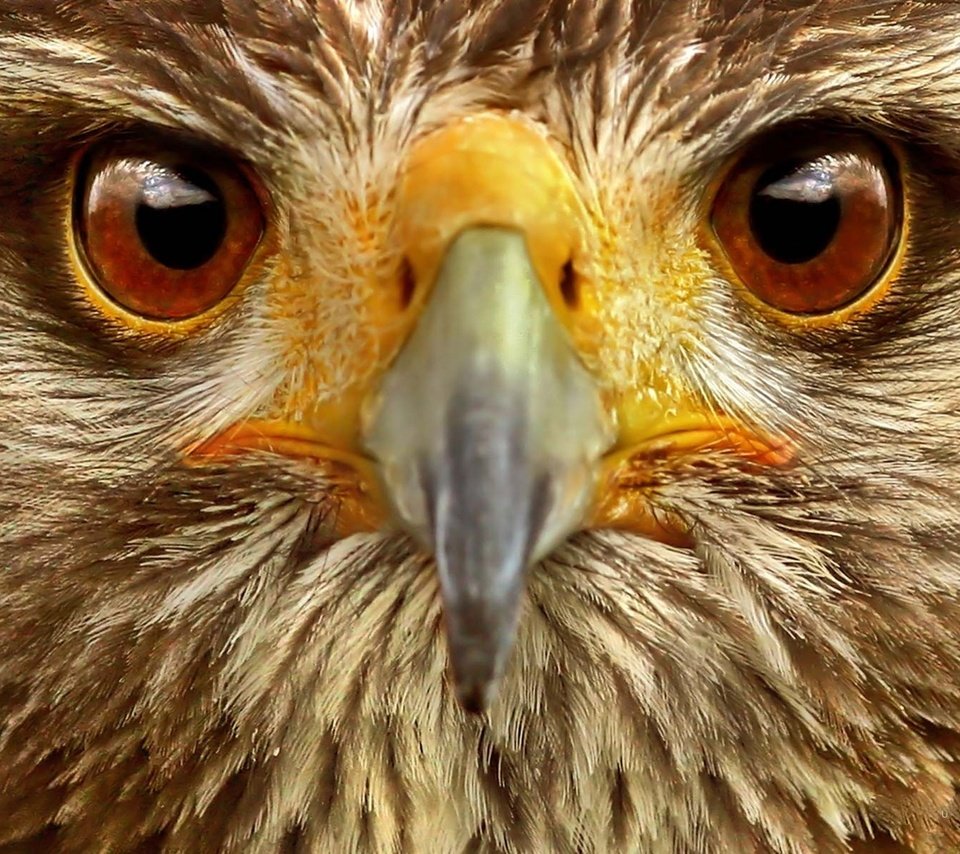 Обои глаза, орел, птица, клюв, перья, крупным планом, хищная птица, eyes, eagle, bird, beak, feathers, closeup, bird of prey разрешение 1920x1200 Загрузить