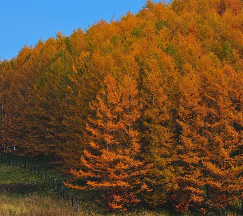 Обои деревья, лес, осень, япония, trees, forest, autumn, japan разрешение 2560x1600 Загрузить