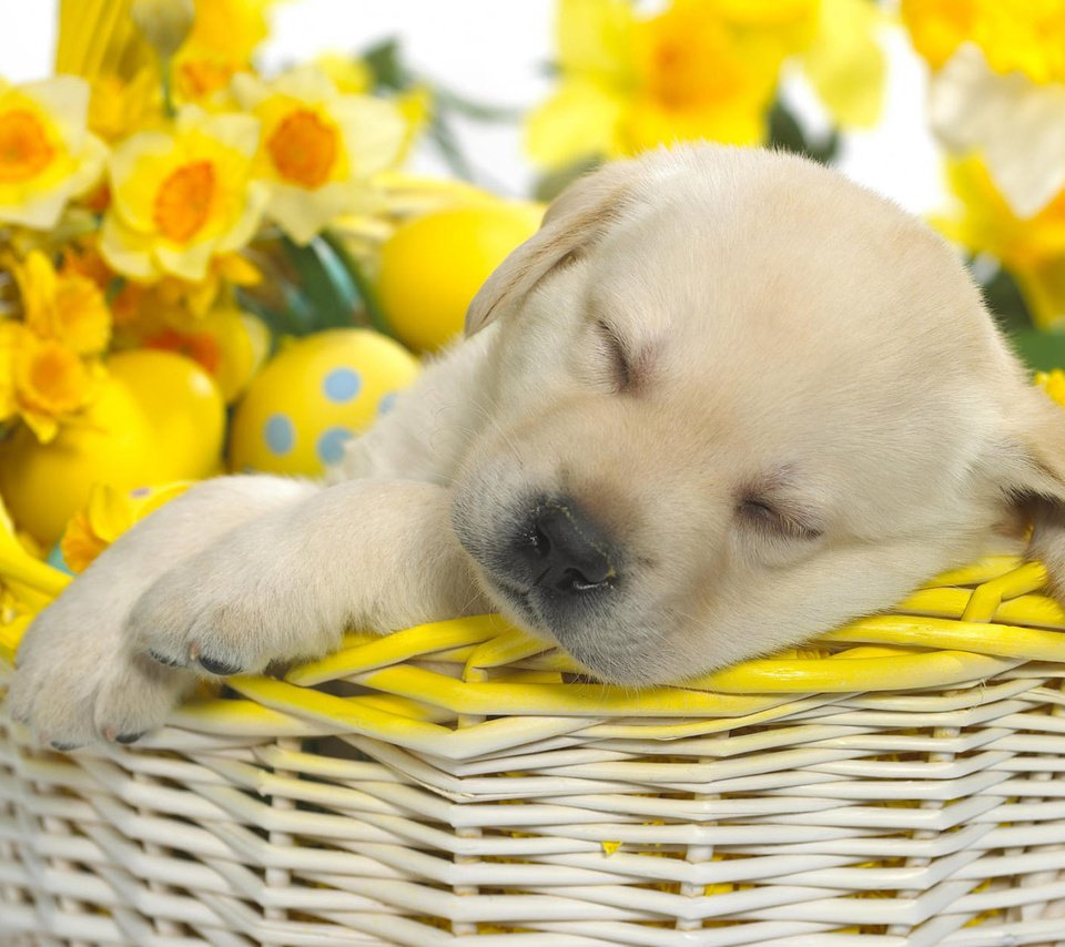 Обои щенок, корзина, пасха, puppy, basket, easter разрешение 1920x1200 Загрузить