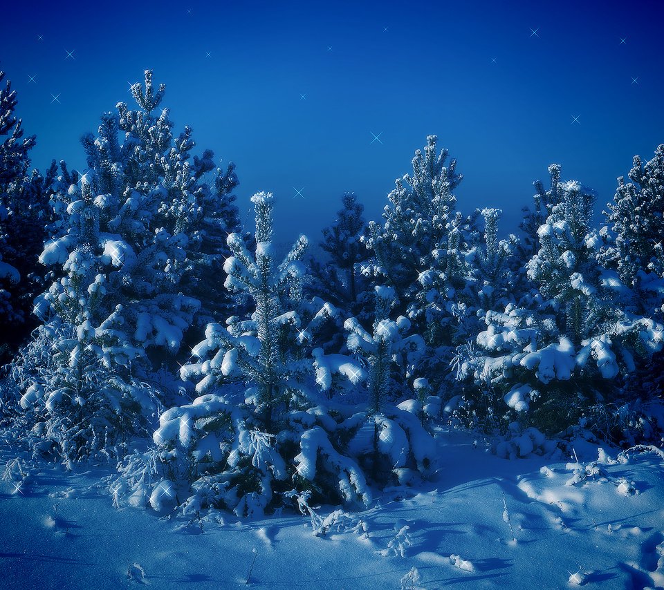 Обои деревья, снег, зима, синий, елки, trees, snow, winter, blue, tree разрешение 2560x1600 Загрузить