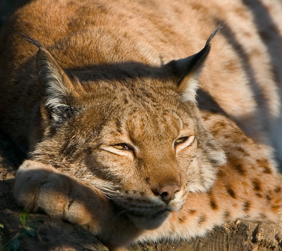 Обои рысь, спит, хищник, дикая кошка, на дереве, рись, lynx, sleeping, predator, wild cat, on the tree, rise разрешение 1920x1200 Загрузить