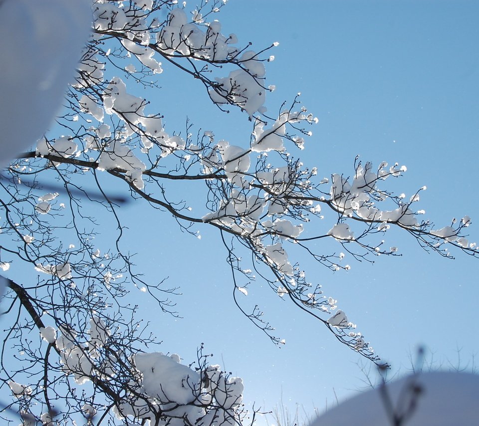 Обои снег, зима, ветки, зимний день, snow, winter, branches, winter day разрешение 2256x1496 Загрузить