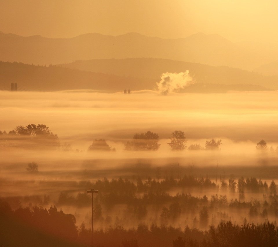 Обои деревья, утро, туман, trees, morning, fog разрешение 1920x1200 Загрузить