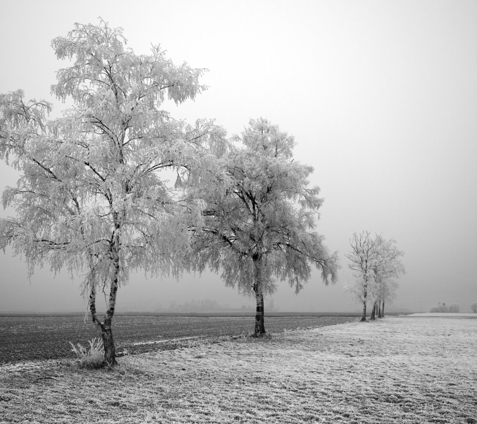 Обои дорога, деревья, зима, road, trees, winter разрешение 2560x1600 Загрузить