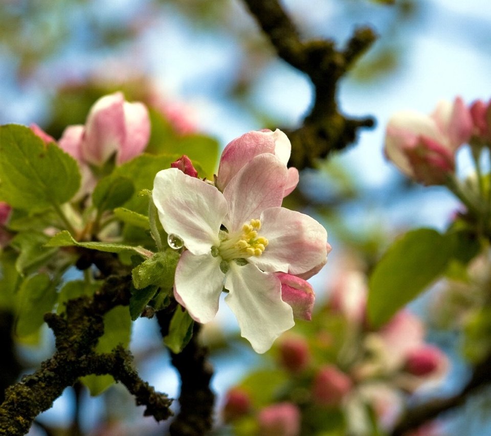 Обои цветы, дерево, весна, flowers, tree, spring разрешение 1920x1200 Загрузить