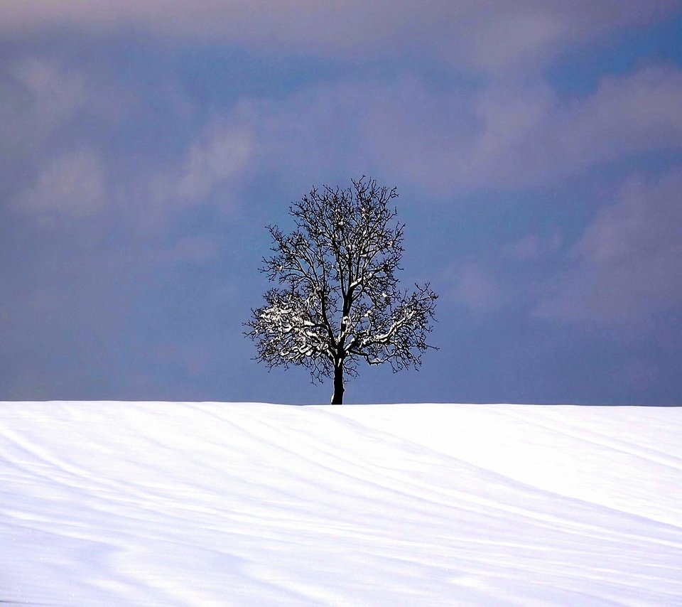 Обои снег, дерево, зима, snow, tree, winter разрешение 1920x1440 Загрузить