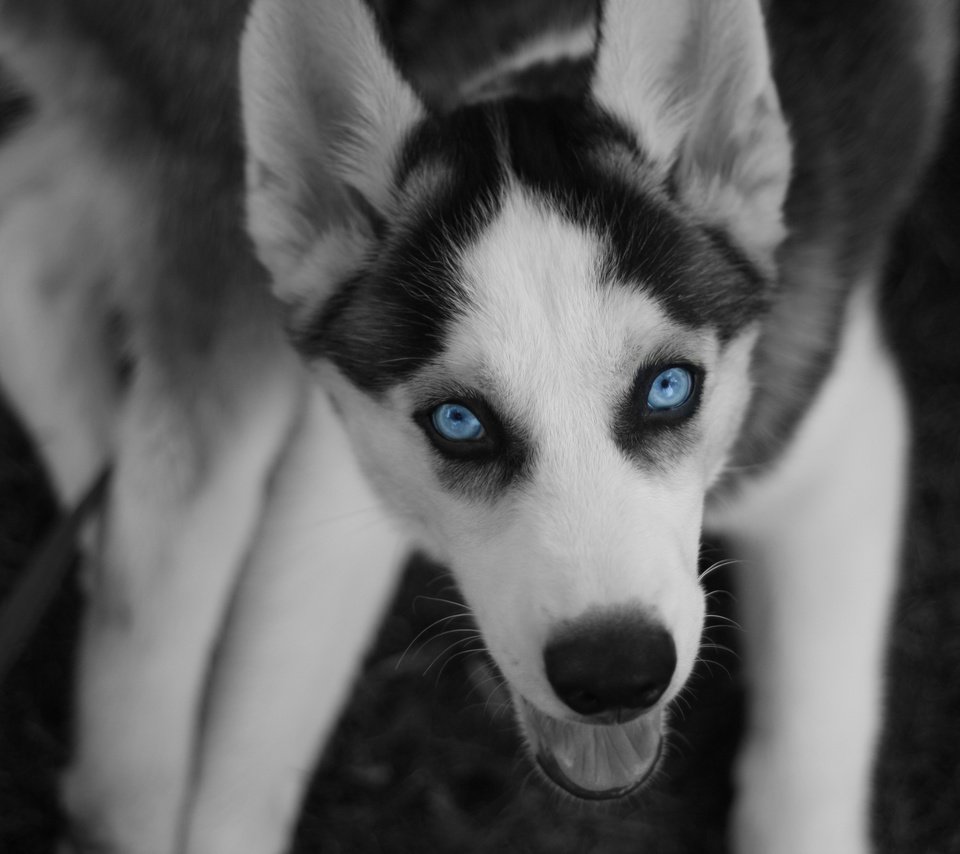 Обои глаза, хаски, север, пес, eyes, husky, north, dog разрешение 3888x2592 Загрузить