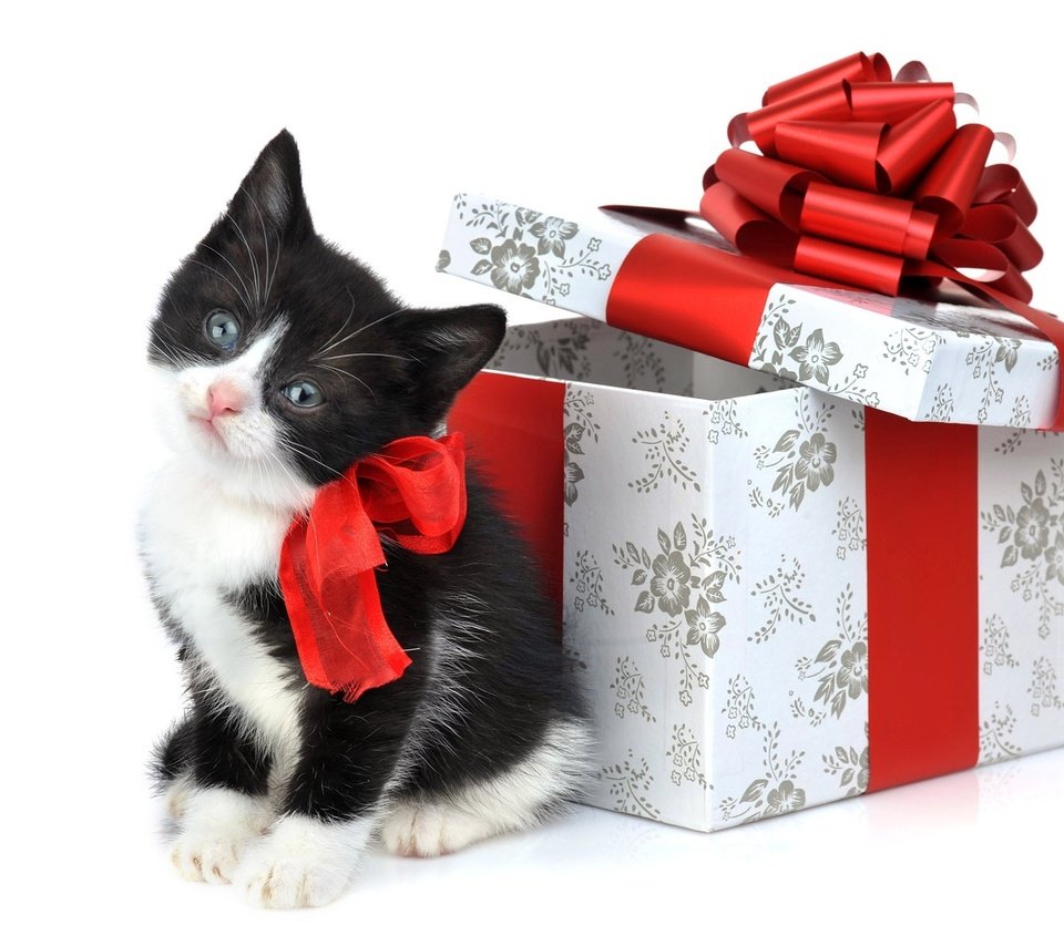 Обои подарки, котенок, игрушки, gifts, kitty, toys разрешение 1920x1200 Загрузить