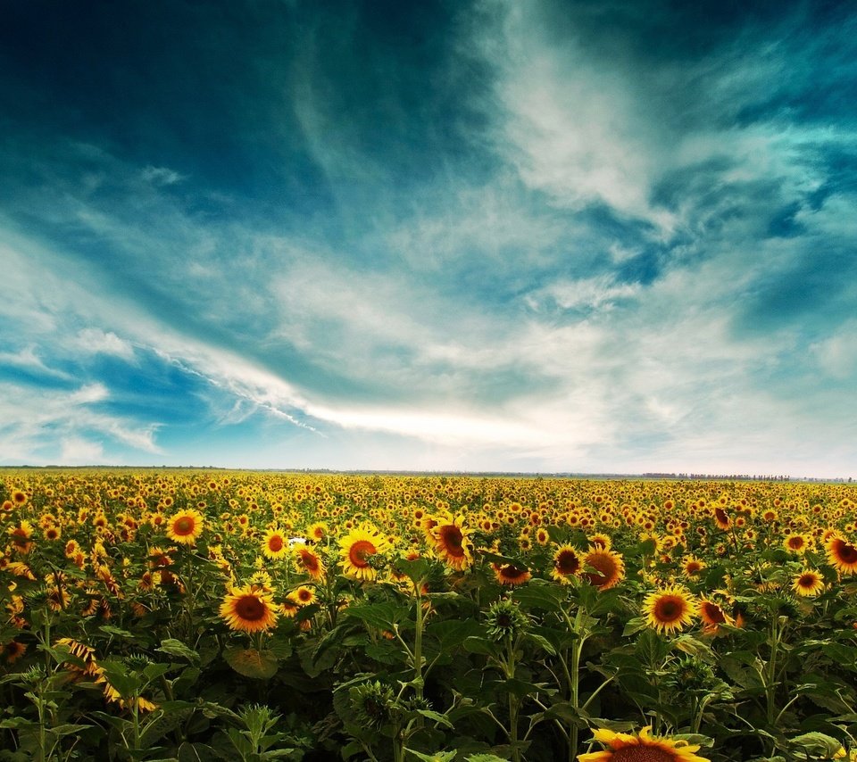 Обои небо, облака, поле, подсолнухи, the sky, clouds, field, sunflowers разрешение 1920x1200 Загрузить