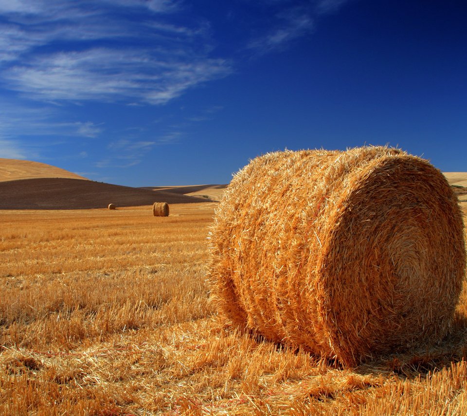 Обои небо, поле, горизонт, сено, тюки, стог, рулоны, the sky, field, horizon, hay, bales, stack, rolls разрешение 1920x1200 Загрузить